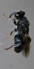 Haltichella rufipes